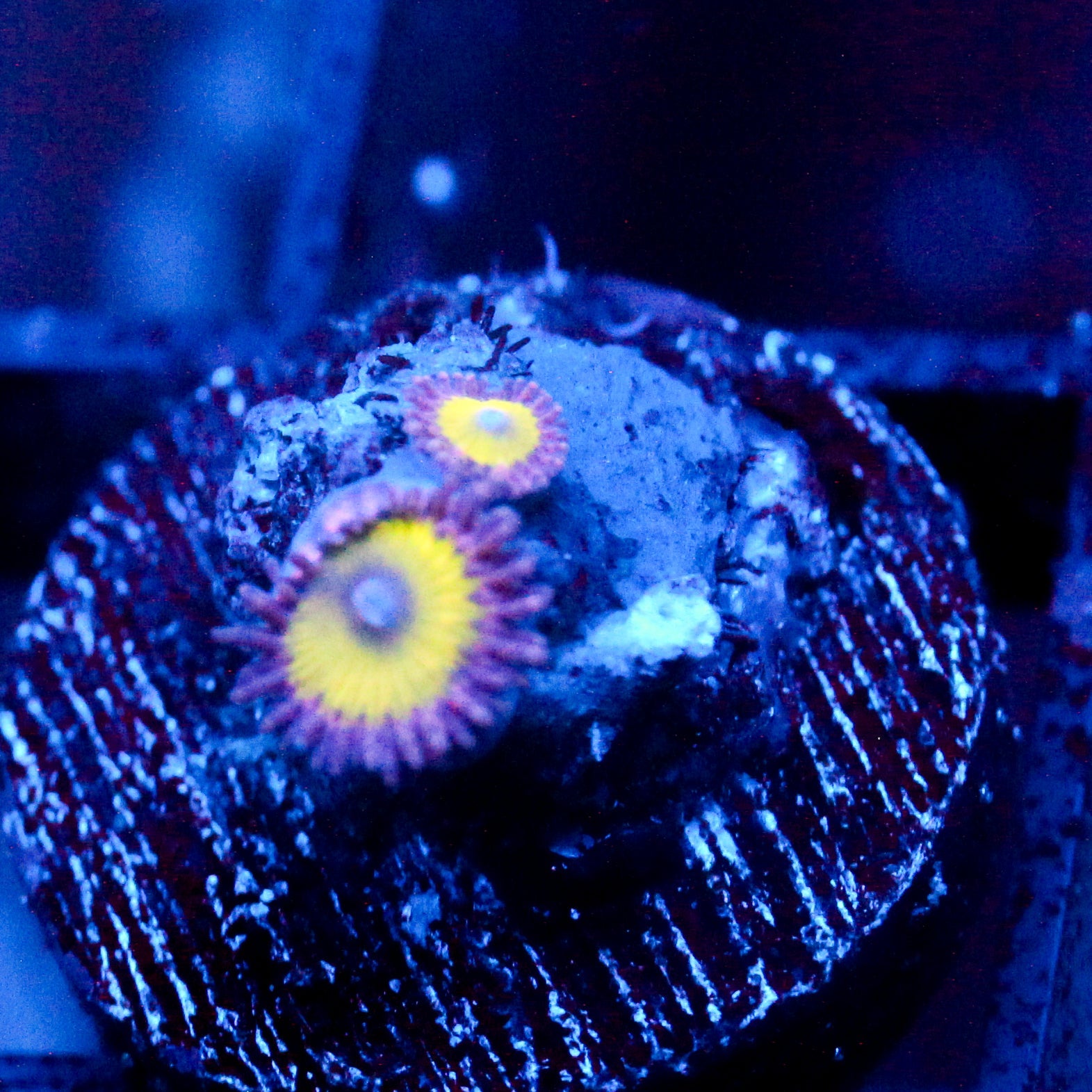 JC Flower Fall Zoanthid