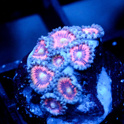 JC Armageddon Zoanthid