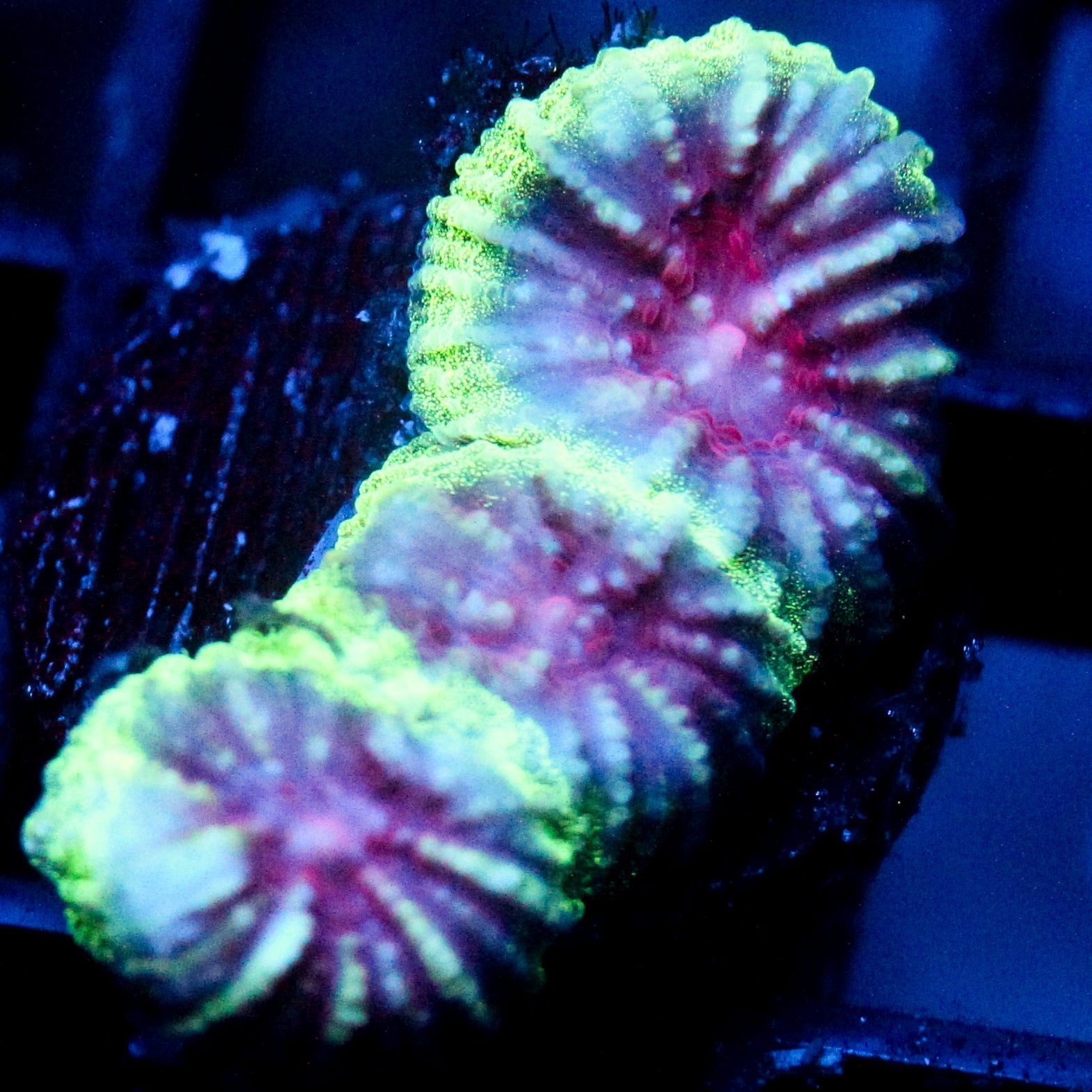 JC Demon Core Favia