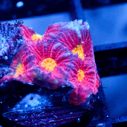 JC Red Slime Favia