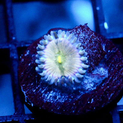 JC Miss All Sunday Zoanthid