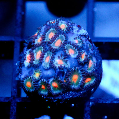 JC Aliens Blood Zoanthid
