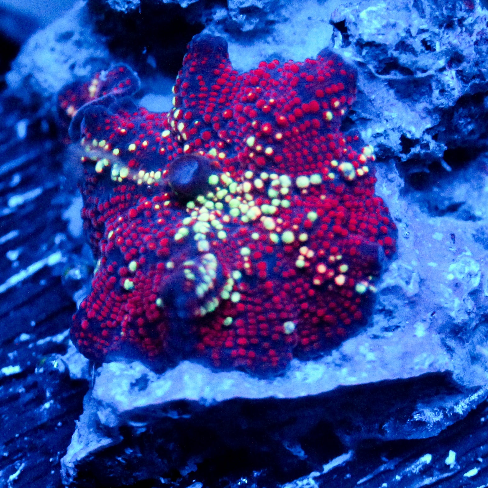 JC Cosmic Radiation Pimple Discosoma