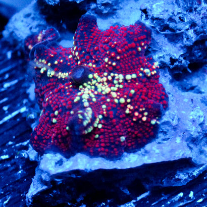 JC Cosmic Radiation Pimple Discosoma