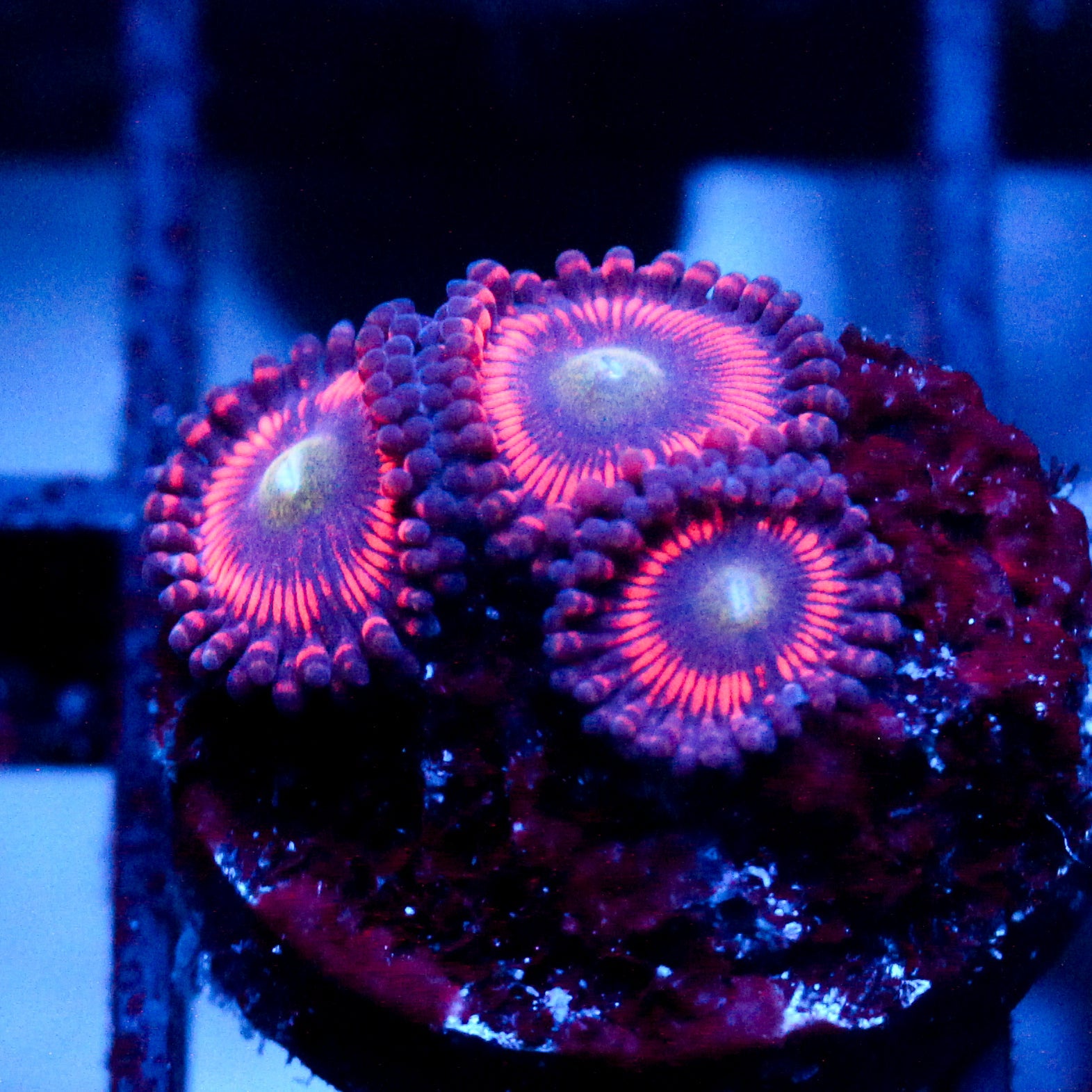 JC Valentine's Blurr Zoanthid