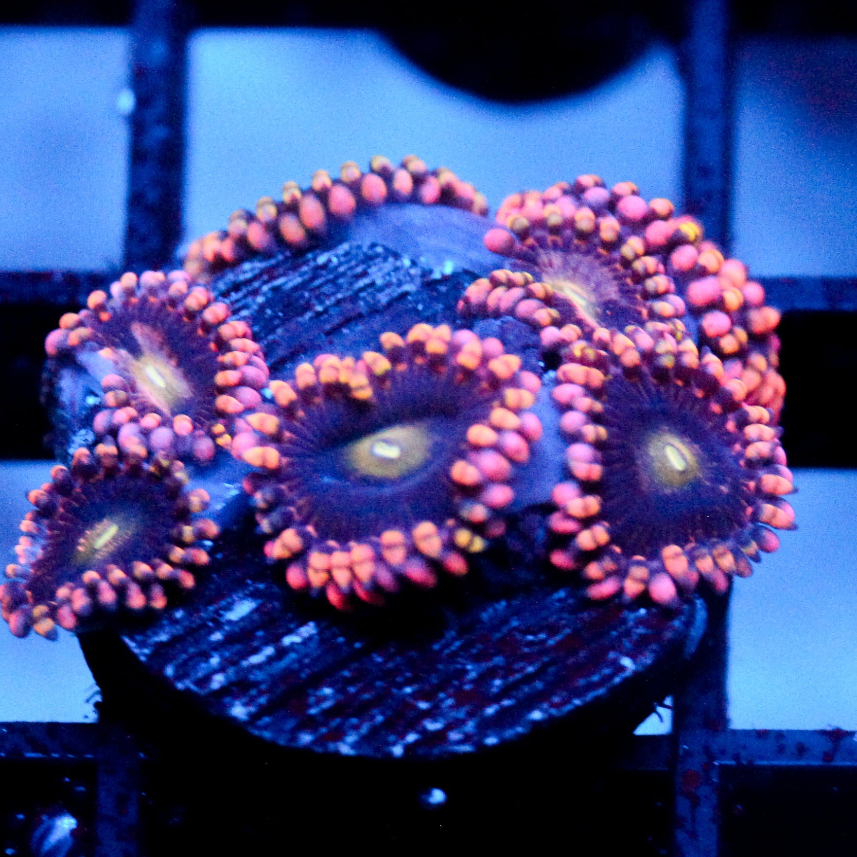JC Bozos Birthday Zoanthid