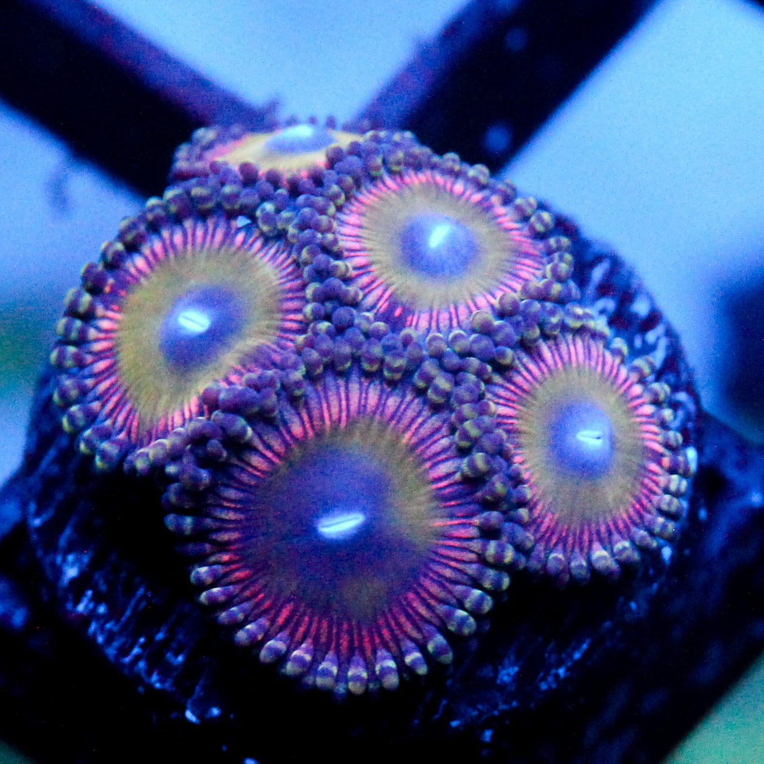 JC Hypnotoad Zoanthid