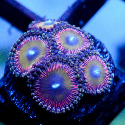 JC Hypnotoad Zoanthid