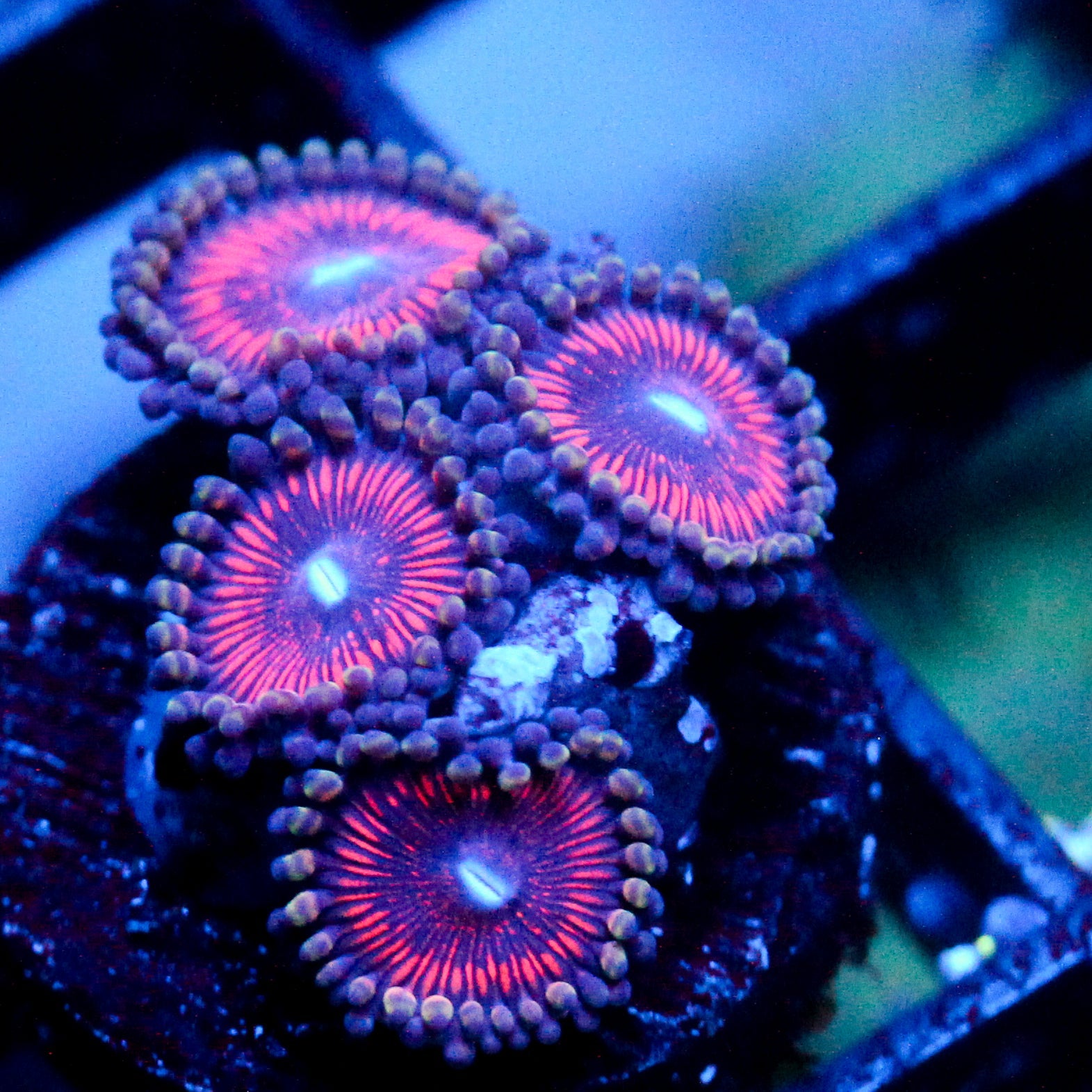 JC Extravaganza Zoanthid