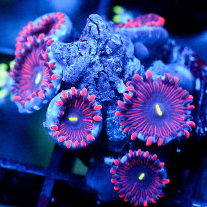 JC Purple People Eater Zoanthid
