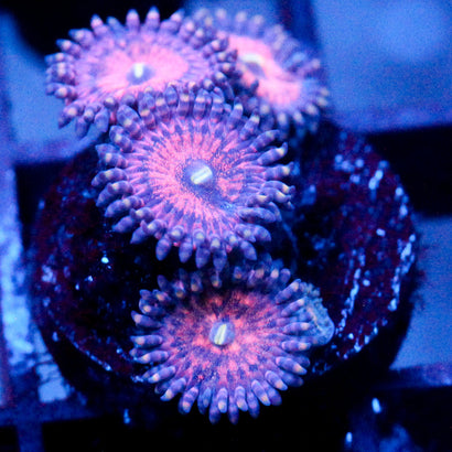 JC Amber Bliss Zoanthid