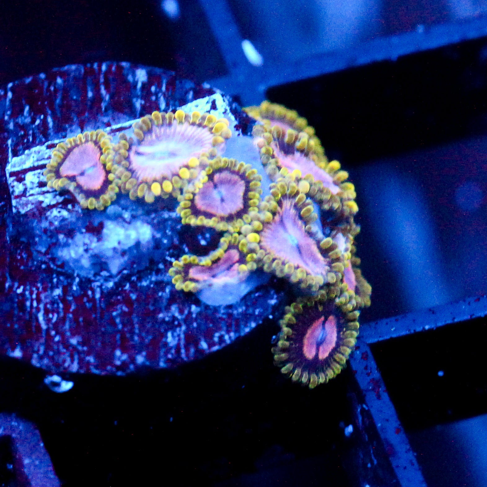 JC Purple Monster Zoanthid