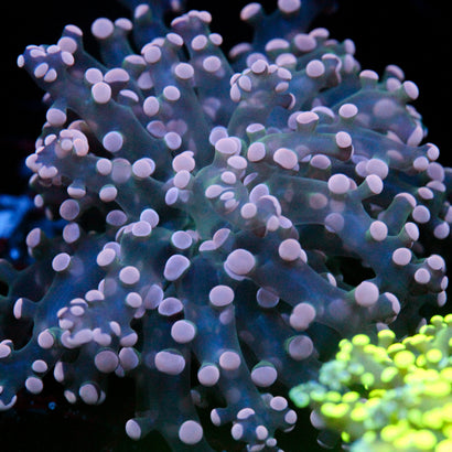 JC Pink Tip Octo