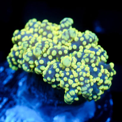 JC True Yellow Octo
