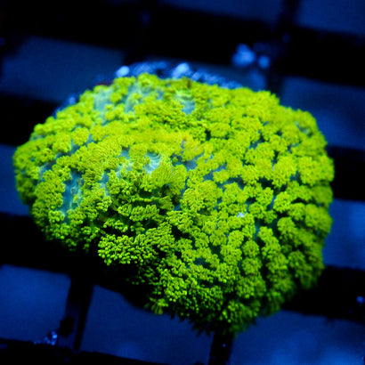 JC Neon Green Rhodactis