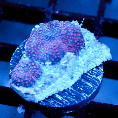 JC Boba Pimple Discosoma mushroom