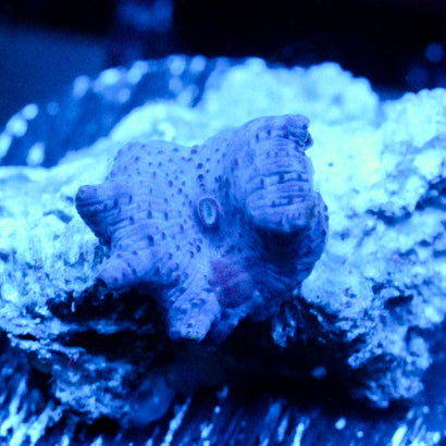 JC Blue Jeans Discosoma mushroom