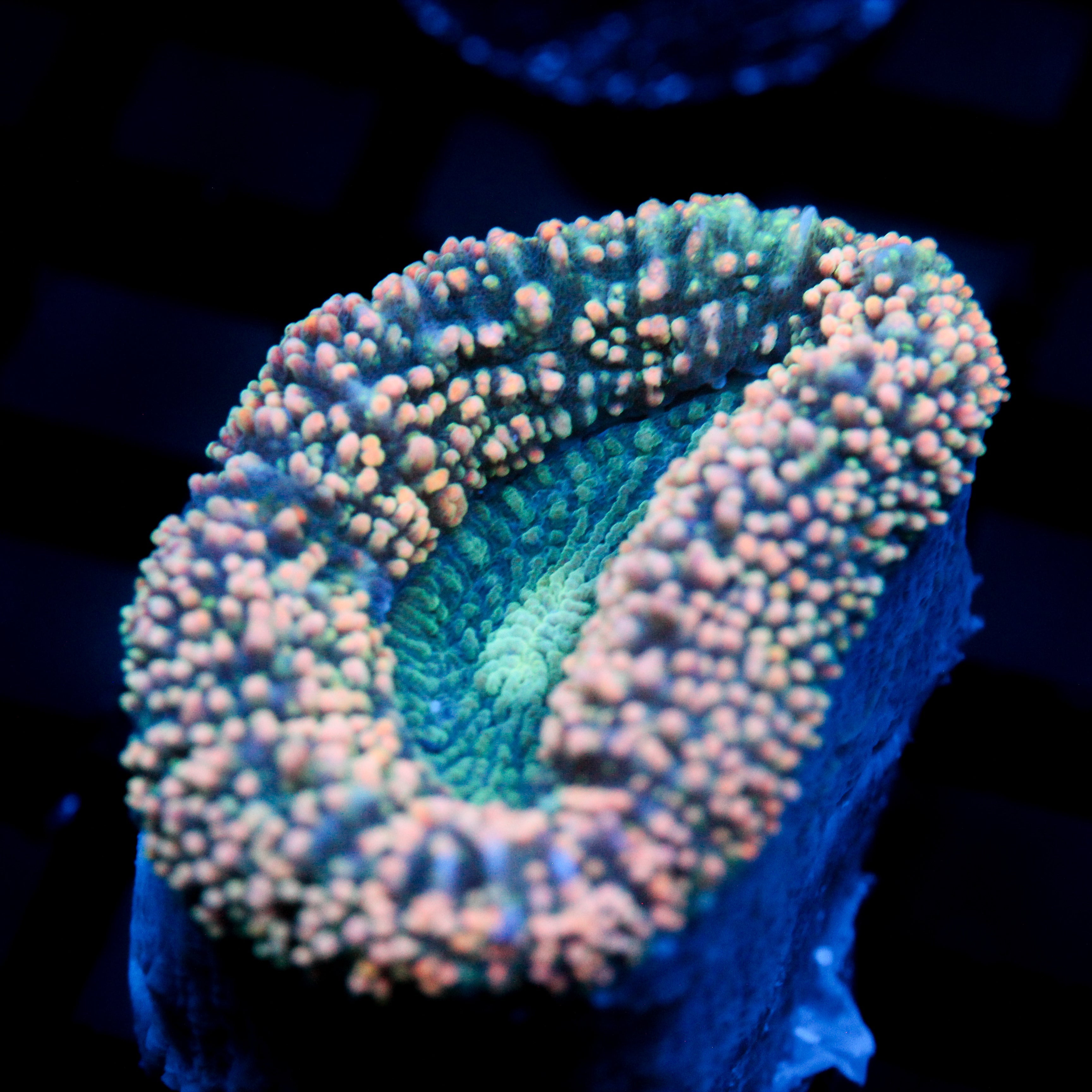 JC Peach Vibes Lobo Frag