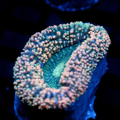 JC Peach Vibes Lobo Frag
