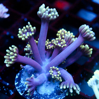 JC Tentacool Goni