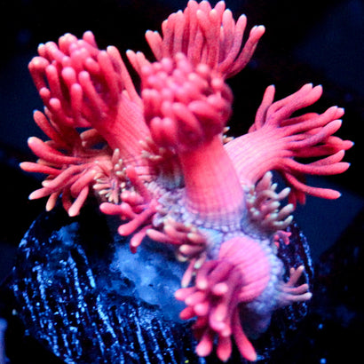 JC Bubbalicous Goni