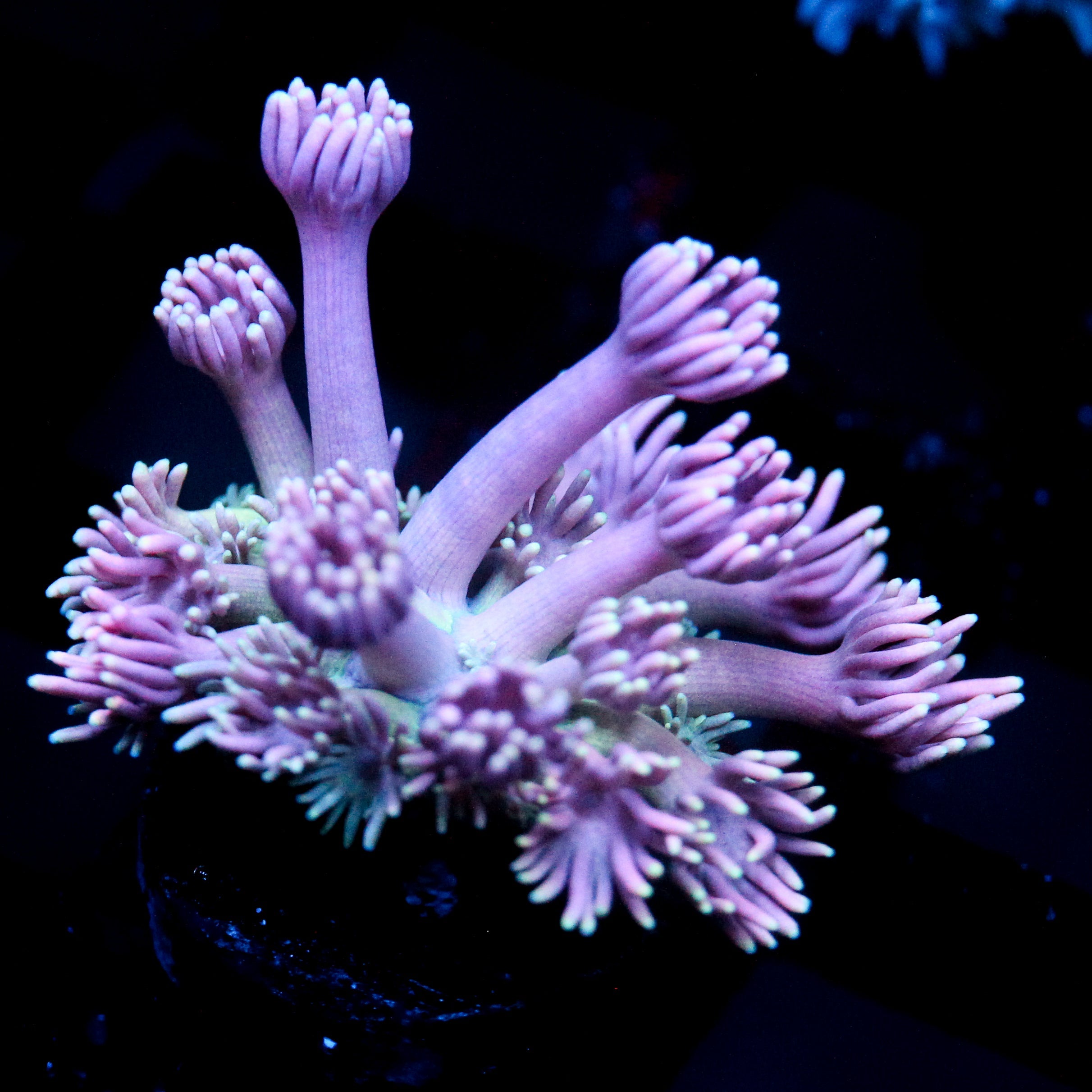JC Lavender Mystery Goni