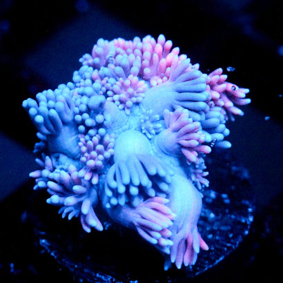JC Pinurple Punch Goni