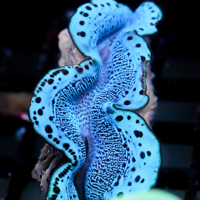 Electric Blue Maxima Clam