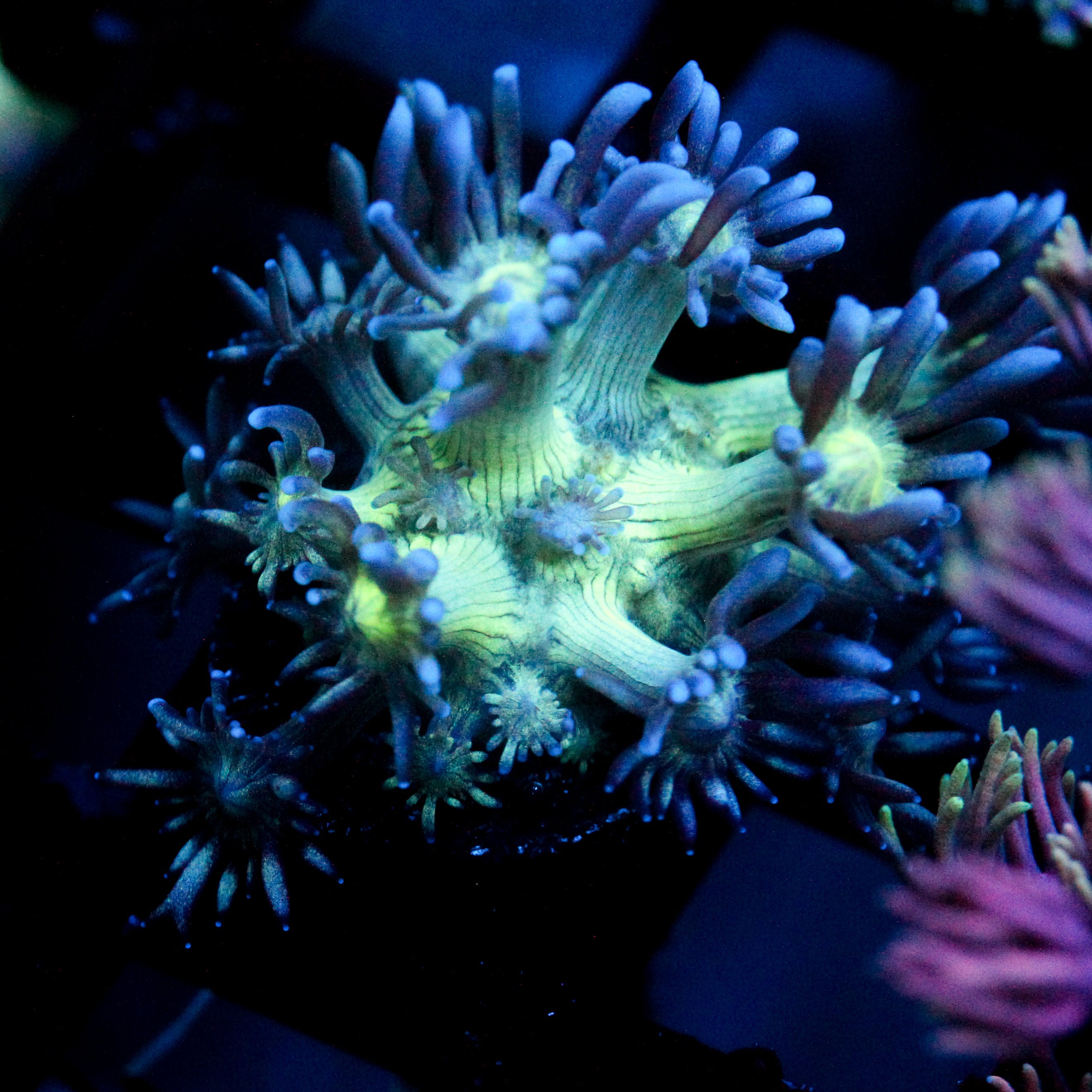 JC Peacock Goni