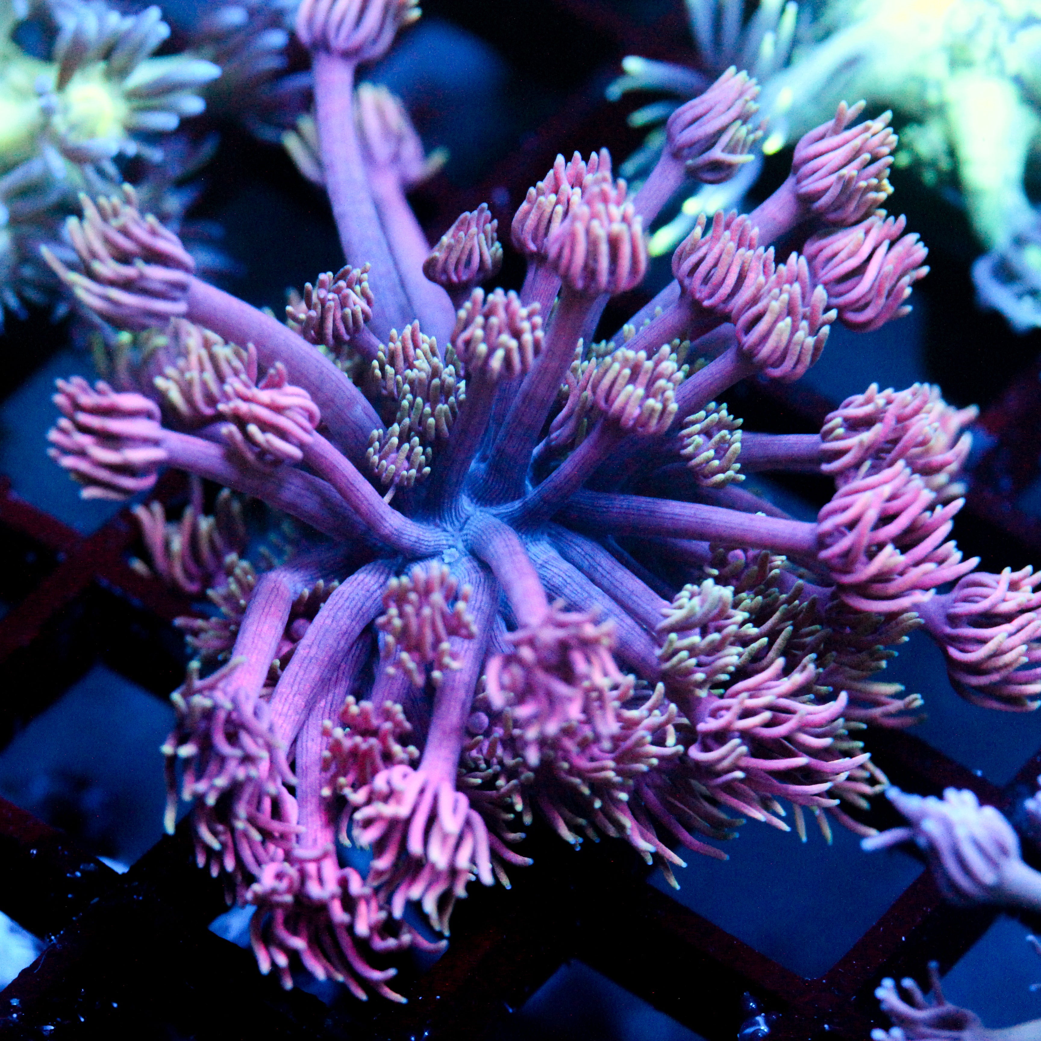 JC Neon Aura Goni