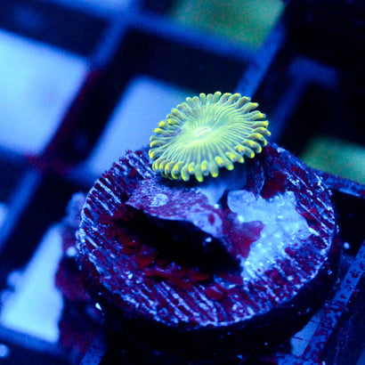 JC Lady Liberty Zoanthid