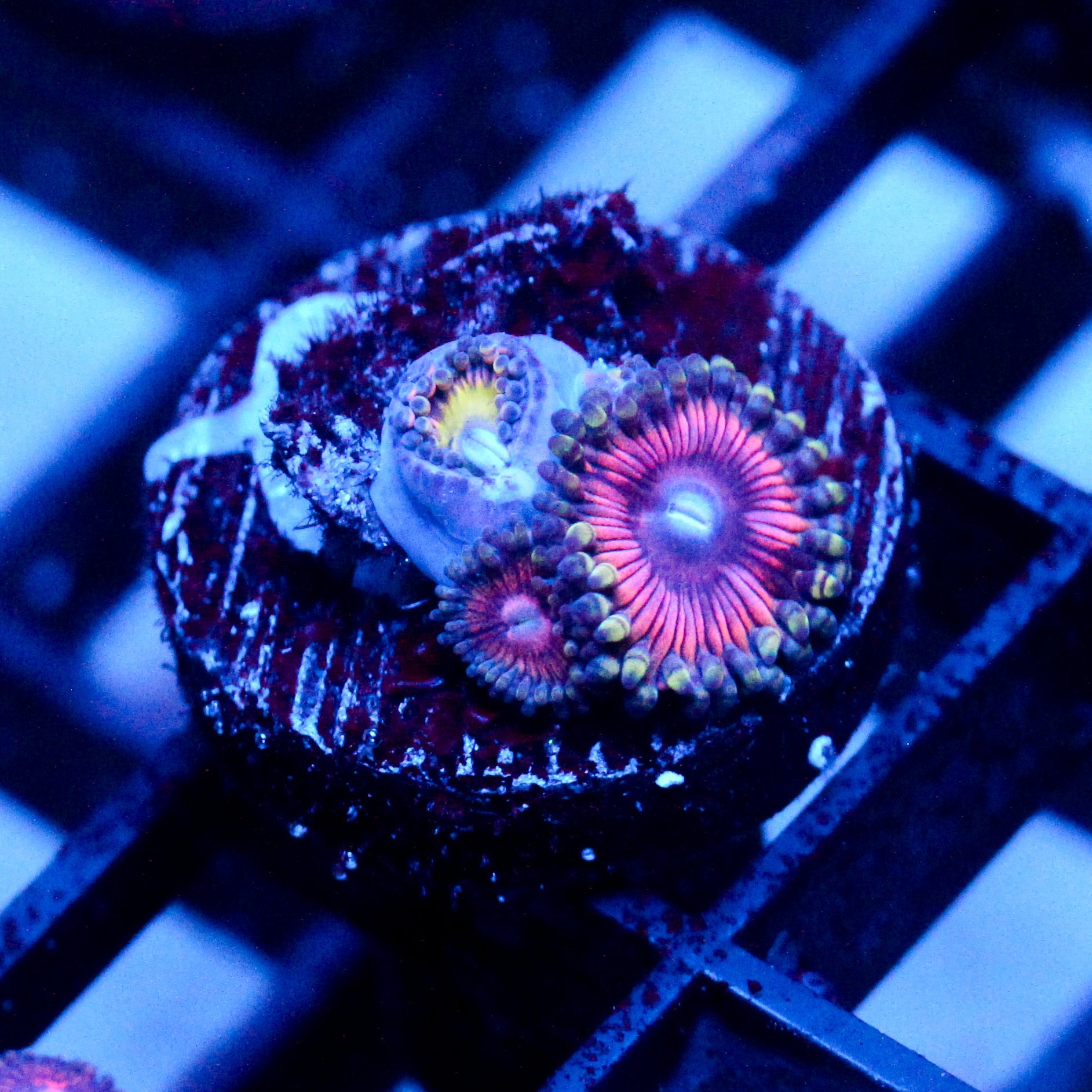JC Extravaganza+ Flower Fall Zoanthid