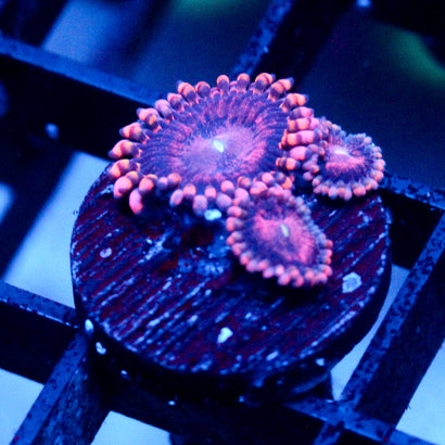 JC Purple Empress Zoanthid
