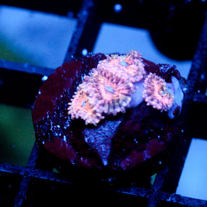 JC Neptunes Bounty Zoanthid