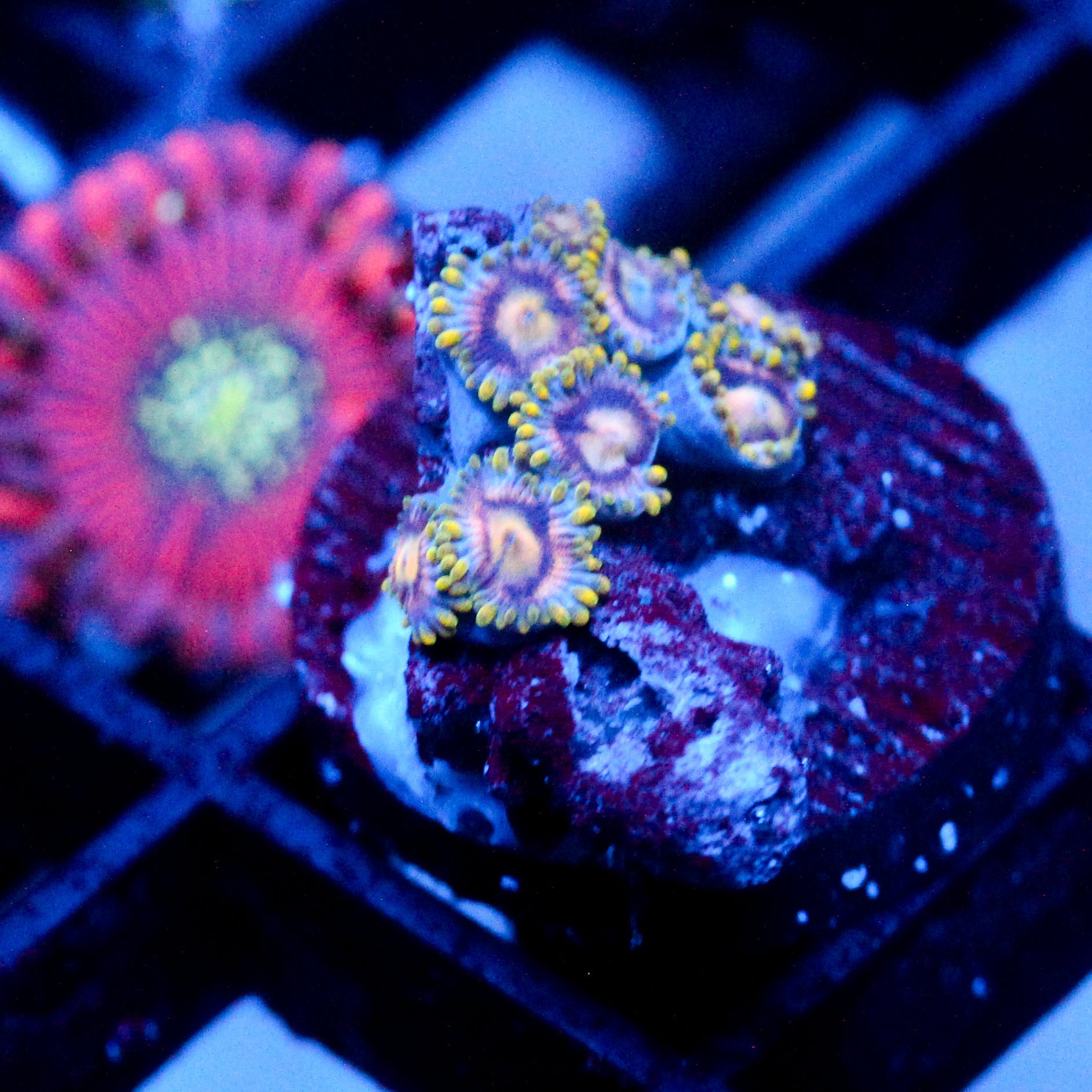 JC Gold Burst Zoanthid