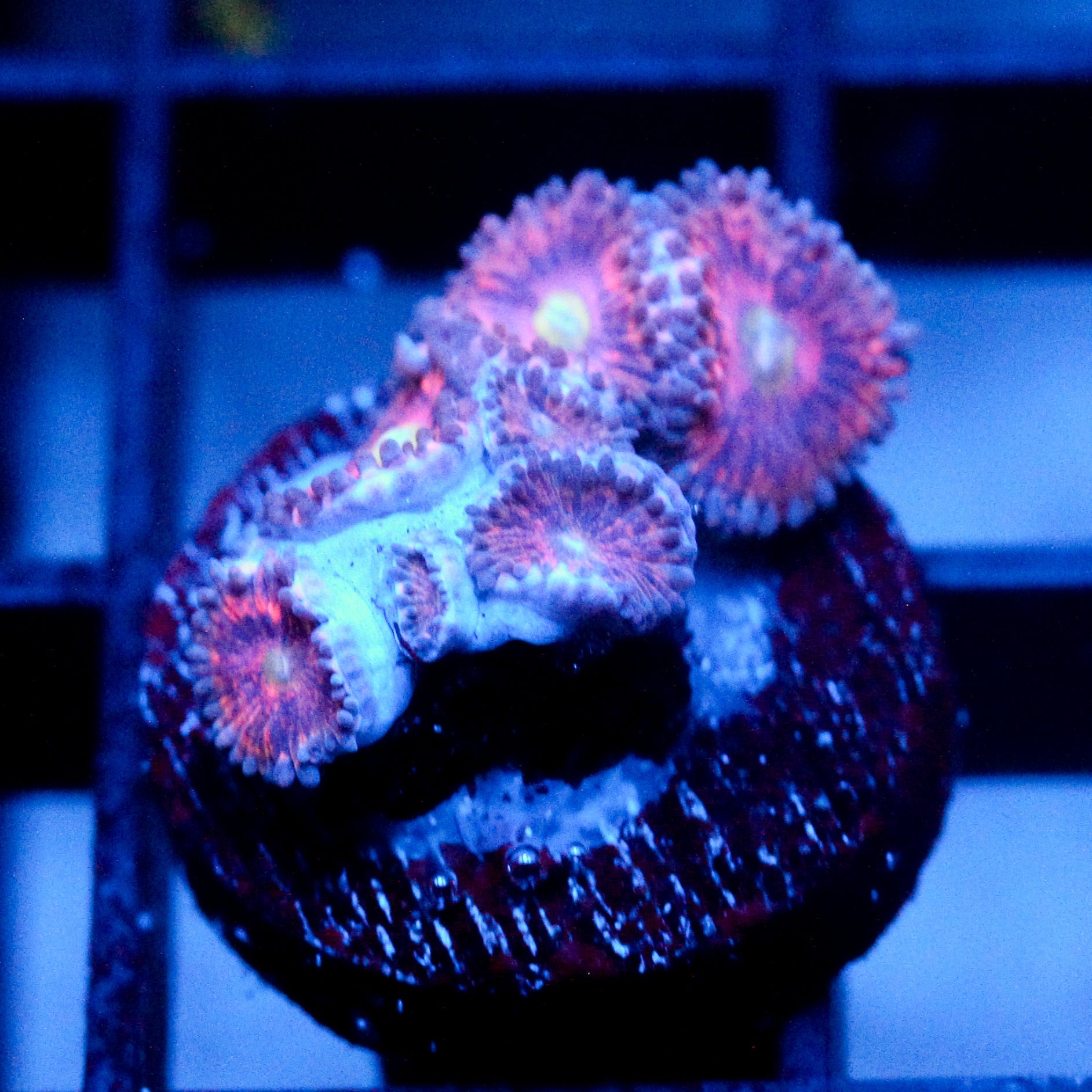 JC Yellow Rose Zoanthid