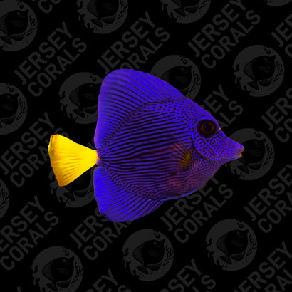 Red Sea Purple Tang