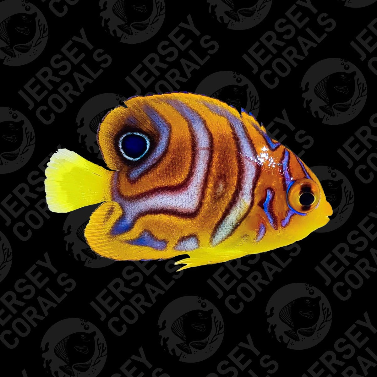 Bali Aquarich Misbar Regal Angelfish (WYSIWYG VID ON INSTA AND FB)