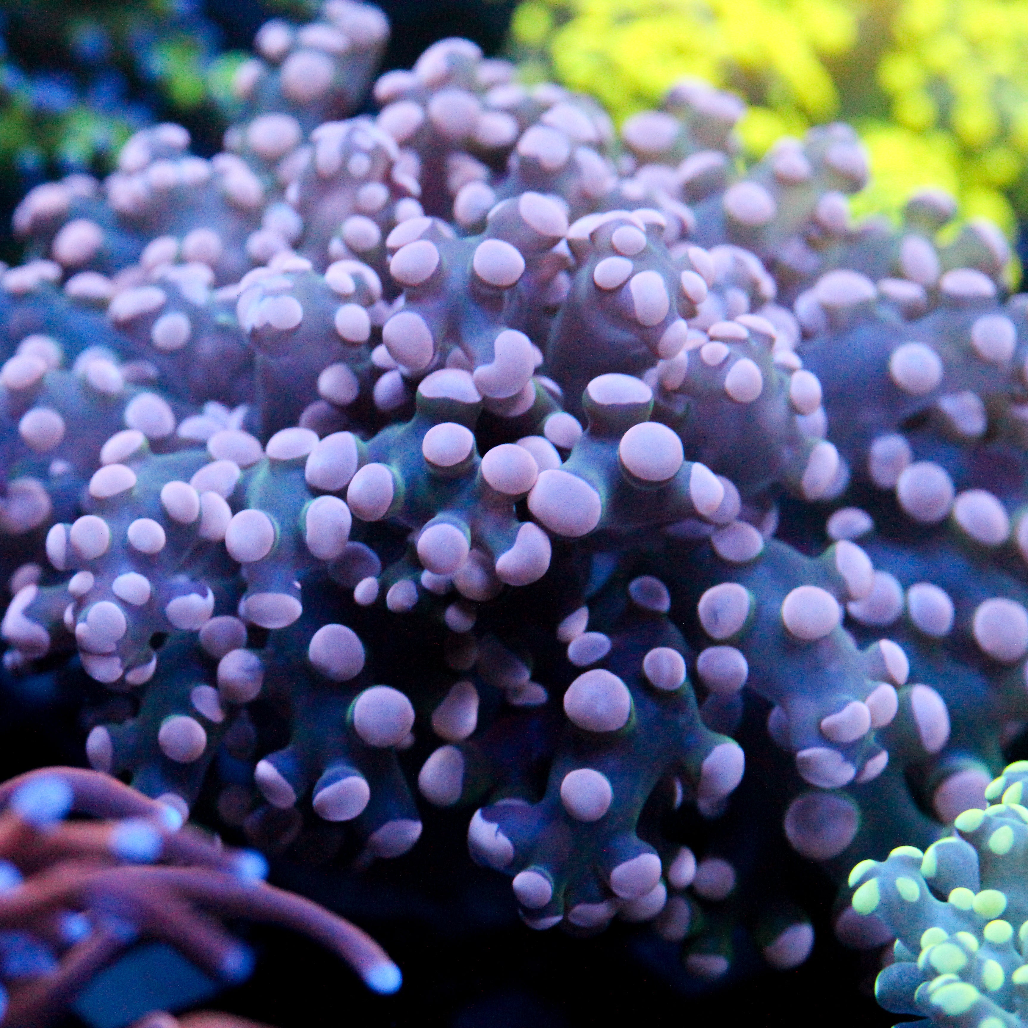 JC Pink Tip Octo