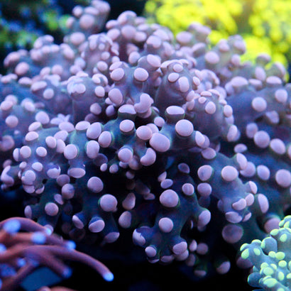 JC Pink Tip Octo