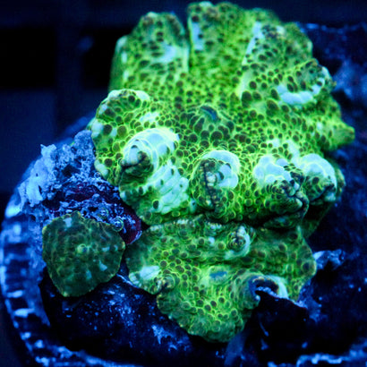 JC Blue Streak Doscosoma