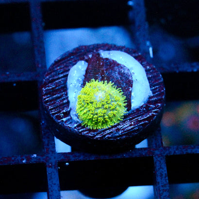 JC Neon Green Rhodactis
