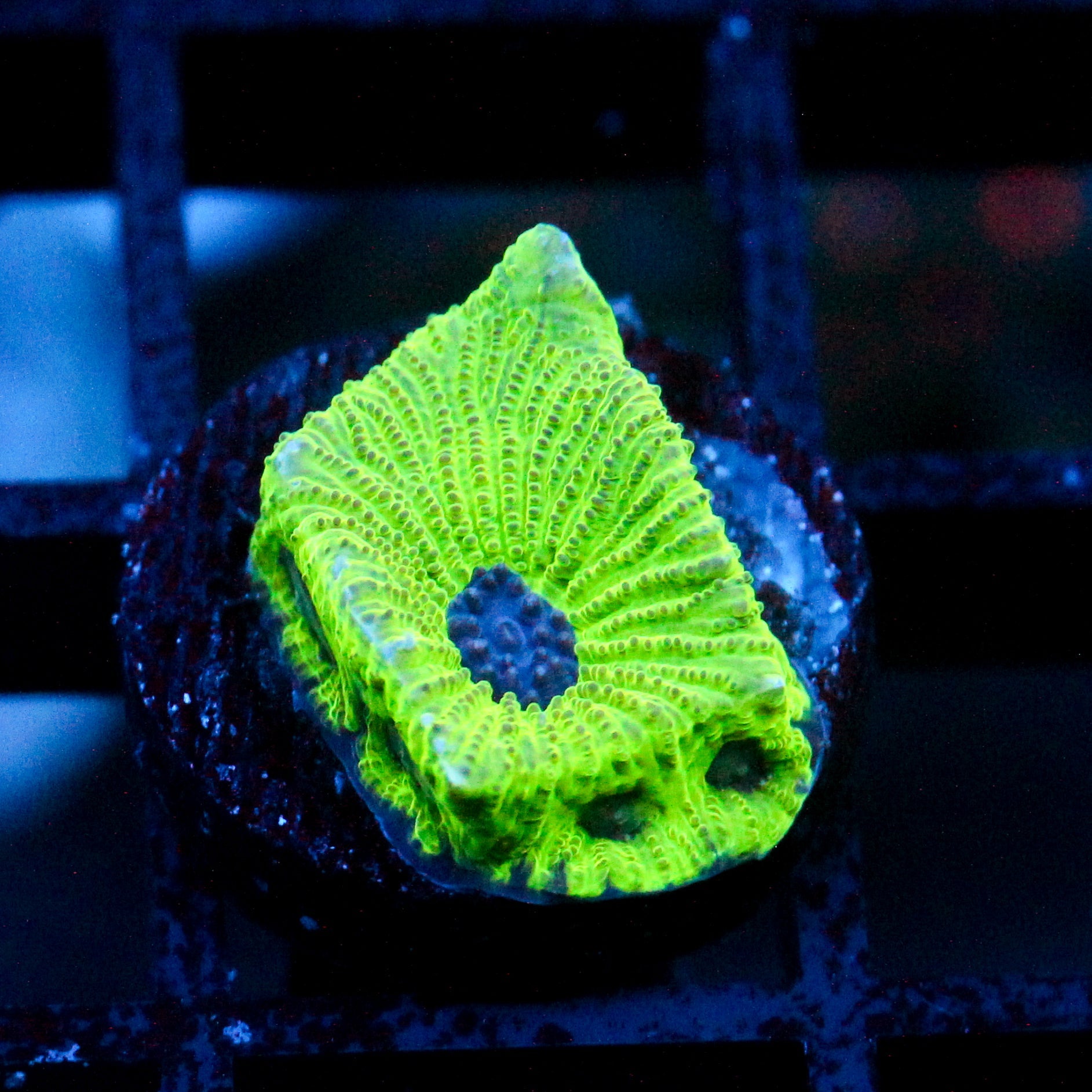 JC Sour Skittles Favia