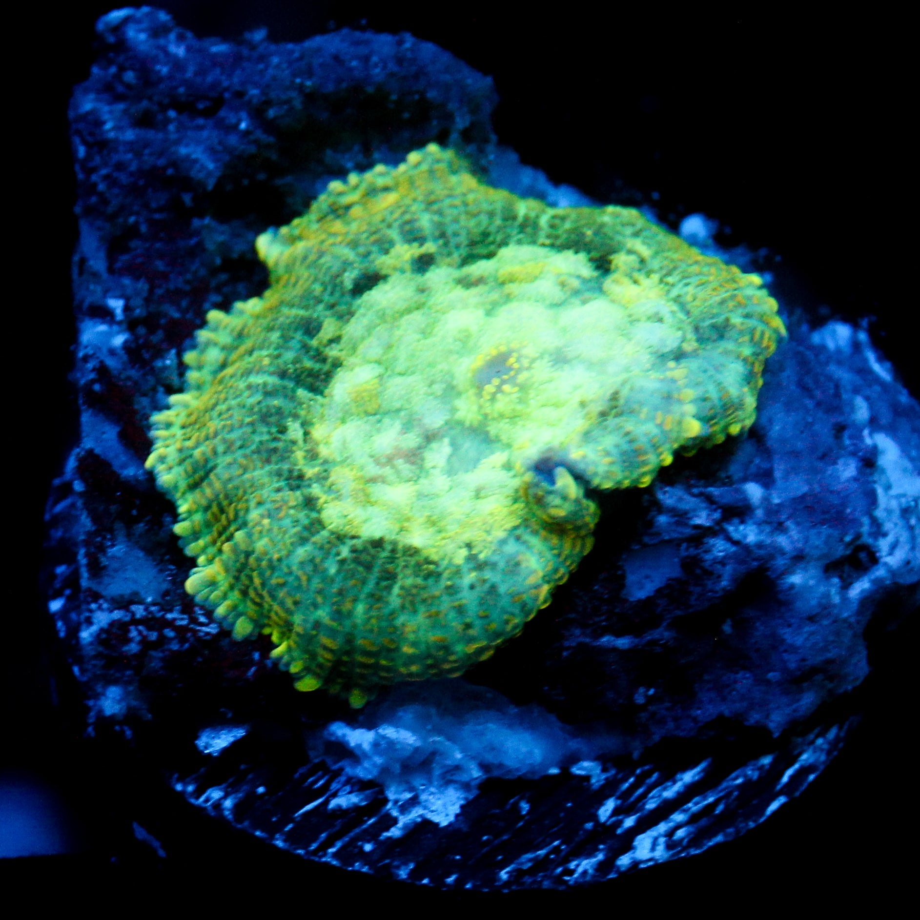 JC Spring Rush Pincushion Rhodactis
