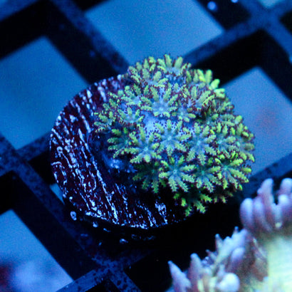 JC Sympodium Coral