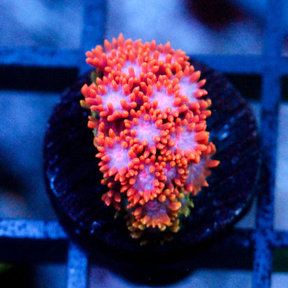 WWC Kaleidescope Bernardpora