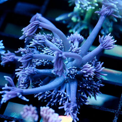 JC Purple Streamer Goni