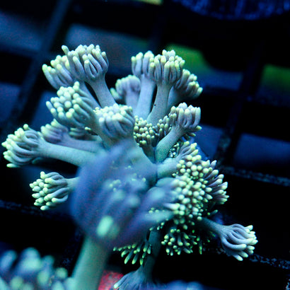 JC Seafoam Goni