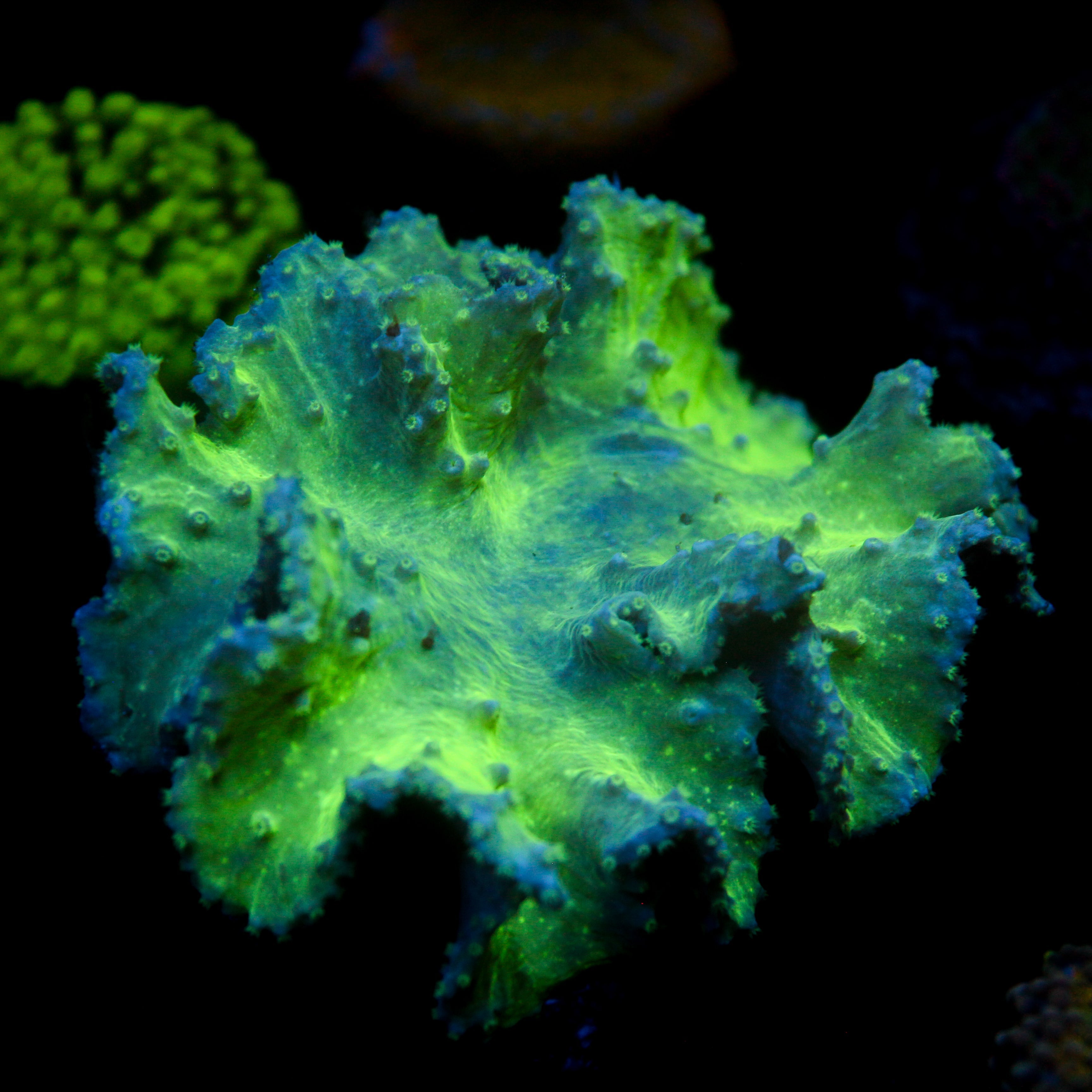 JC Cabbage Coral colony