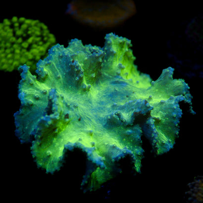 JC Cabbage Coral colony